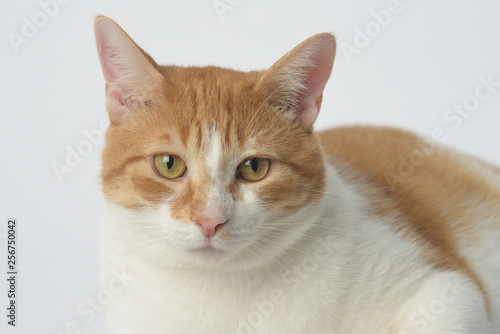 cat on a white background