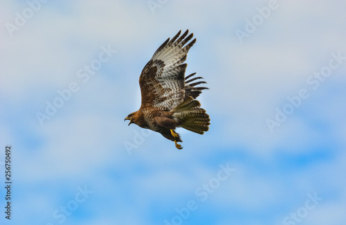 The bird  of prey Common eurasian Buzzard (buteo buteo) flies with open wings on blue sky background with free copy space © EriksFoTo