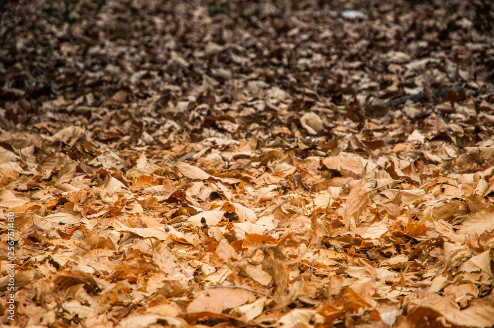 Fall leaves background Fall leaves background