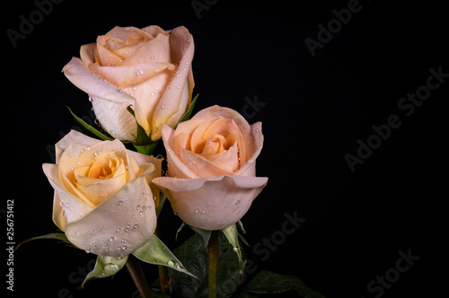 Three Peach Roses with Dew