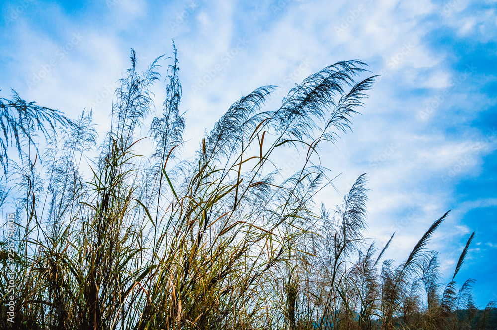 Obraz premium Grass and sky background