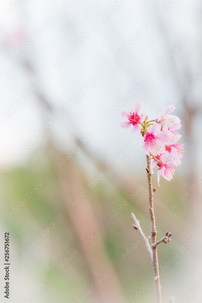 Wild Himalayan Cherry in blur background.