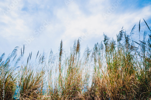 Grass and sky background