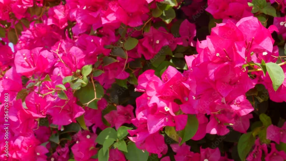 Close up of pink Bougainvillea gently blowing in the breeze. Close up of pink Bougainvillea gently blowing in the breeze.