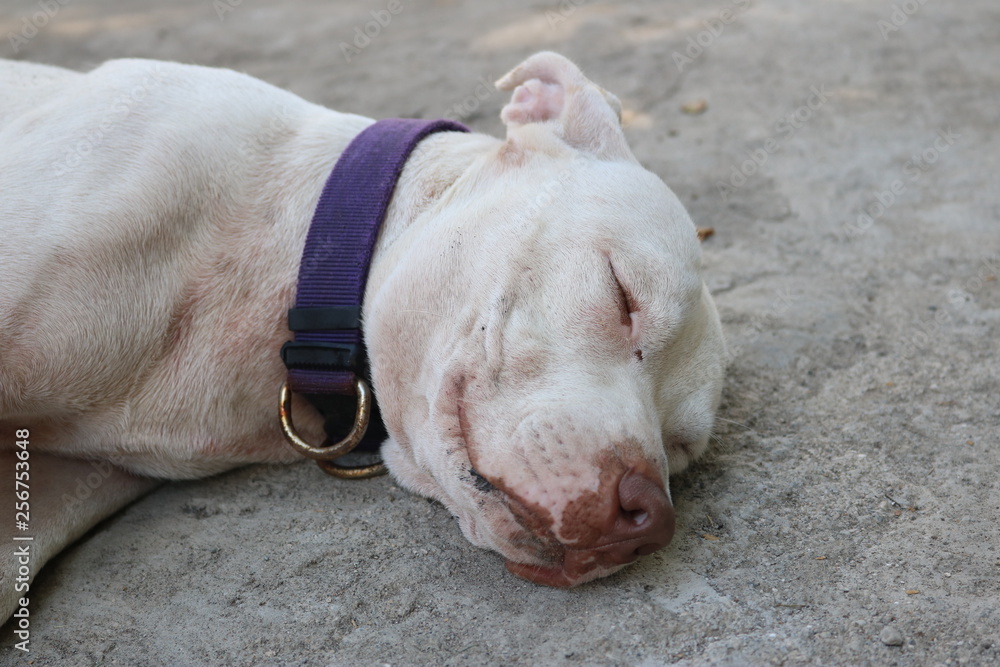 Closeup portrait a sleeping white pitbull with a purple collar