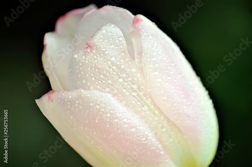 Closeup of a pink tulip
