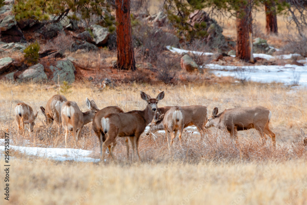 Obraz premium Colorado High Country Deer