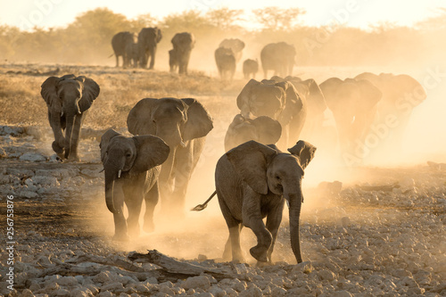 Elephant herd at dusty water hole photo
