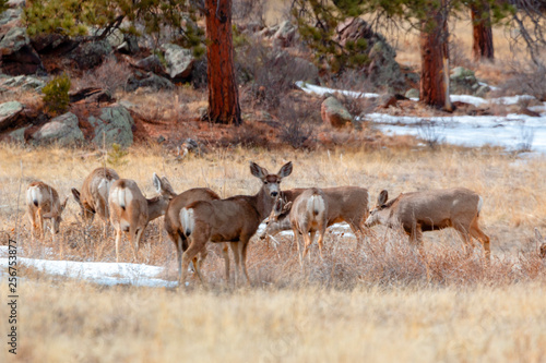 Colorado High Country Deer