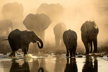 Papier peint photo Éléphant Éléphants au point d'eau  © 2630ben