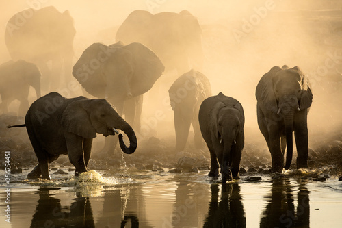 Elephant herd at a water hole photo