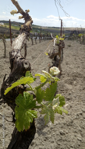 Vid viña viñedo con metidas nuevas en la campiña 