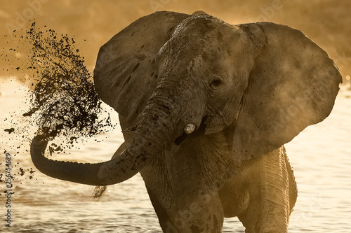 Elephant splashing mud