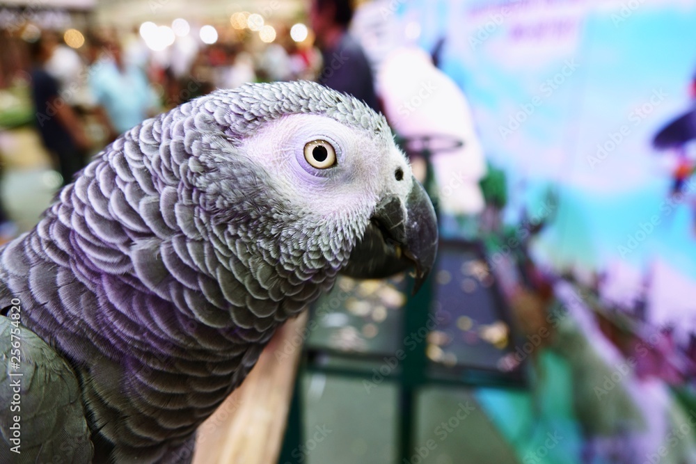 Fototapeta premium Cute Funny parrot stand At A Pet Store