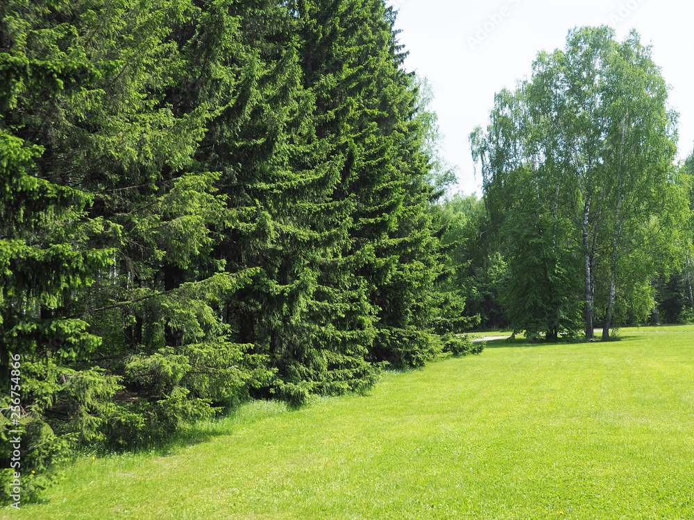 Park with dense vegetation of spruce and birch. mowed lawn. copy space...
