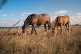 Young horses