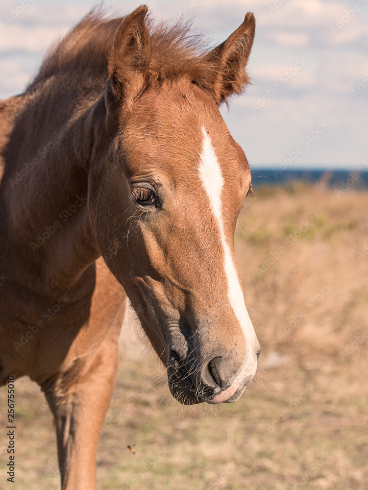 Young horses