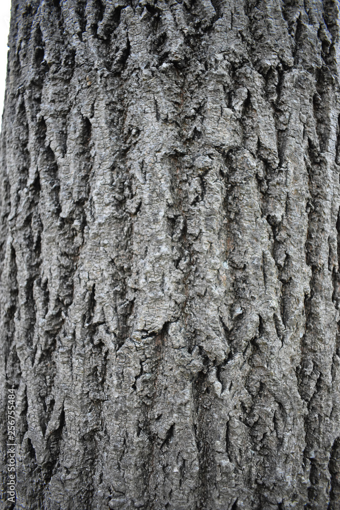 Fototapeta premium gray tree bark. wood texture