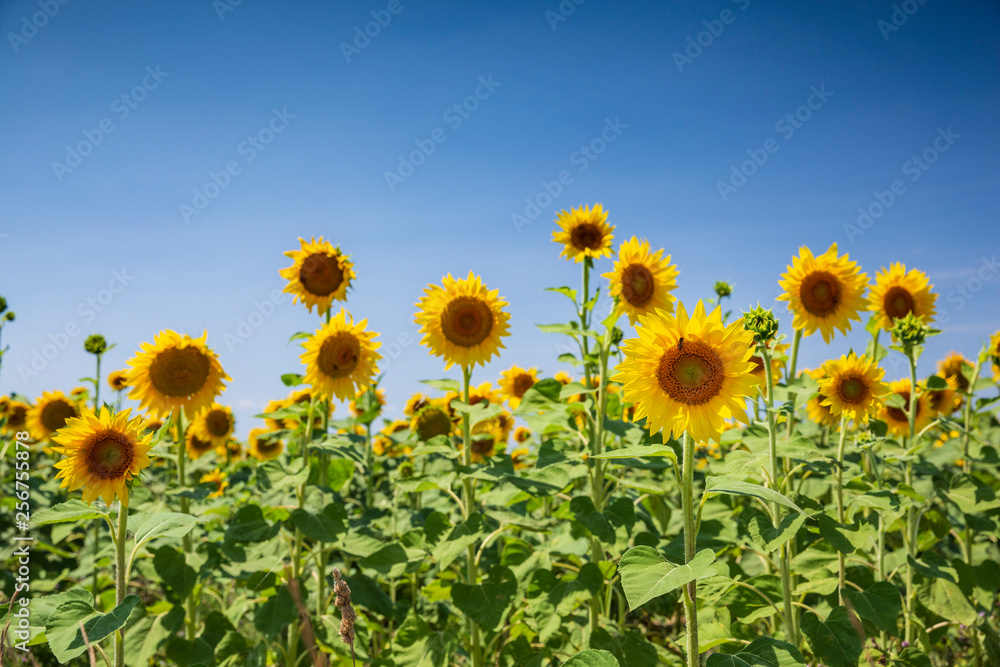 Fields of sunflowers in Provence, south of France