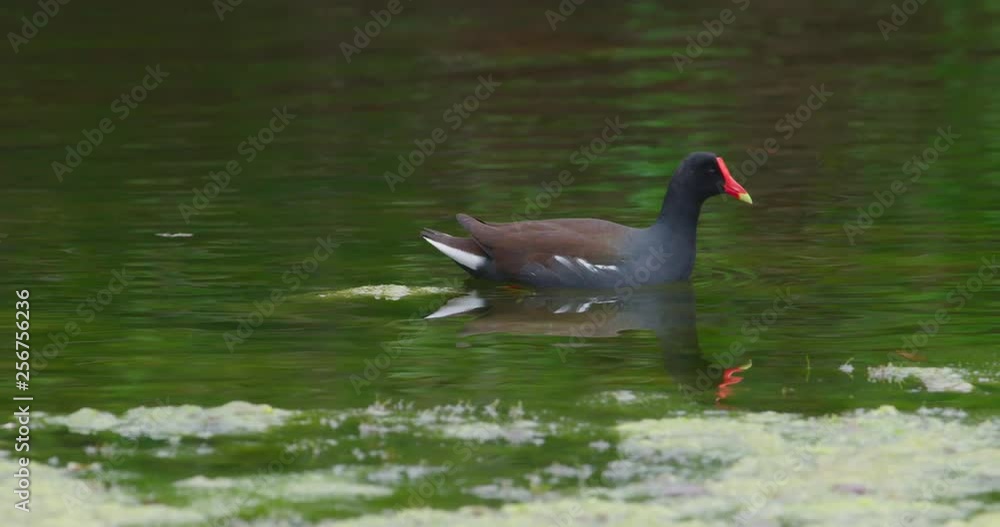 Common Gallinule bird swimming in slow motion Common Gallinule bird swimming in slow motion