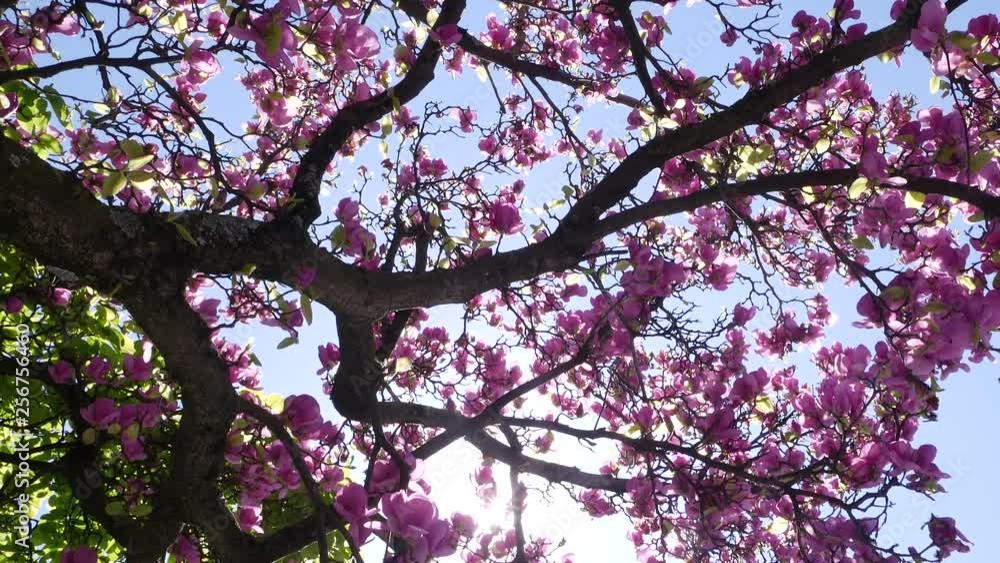 Beautiful pink cherry blossoms in spring. Slow pan down with lens flare through branches from the sun. Beautiful pink cherry blossoms in spring. Slow pan down with lens flare through branches from the sun.