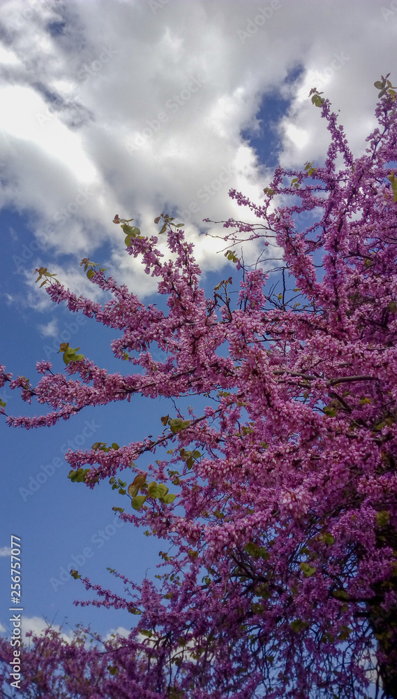 Perfil de arbol de lavanda con flores malva y cielo celeste con nubes Stock  Photo | Adobe Stock
