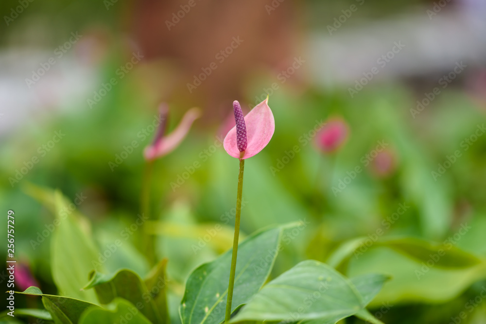 Blossoming plant of pink Anthurium or Flamingo flowers