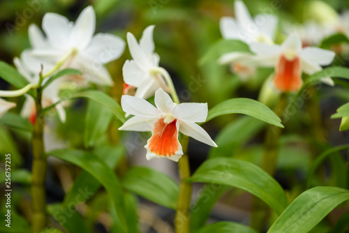 Beautiful orchid flower and green leaves background in the garden