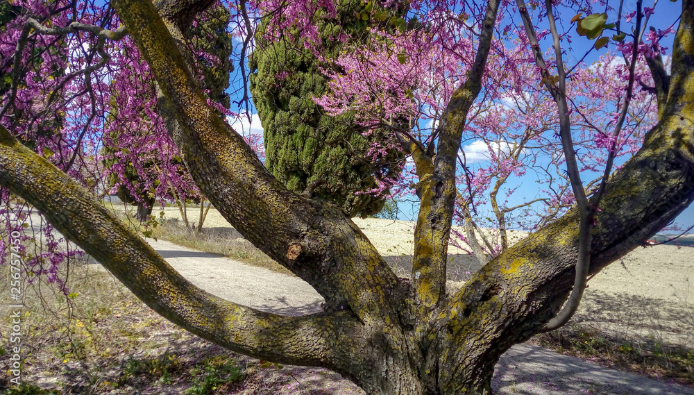 Arbol centenario con flores rosas