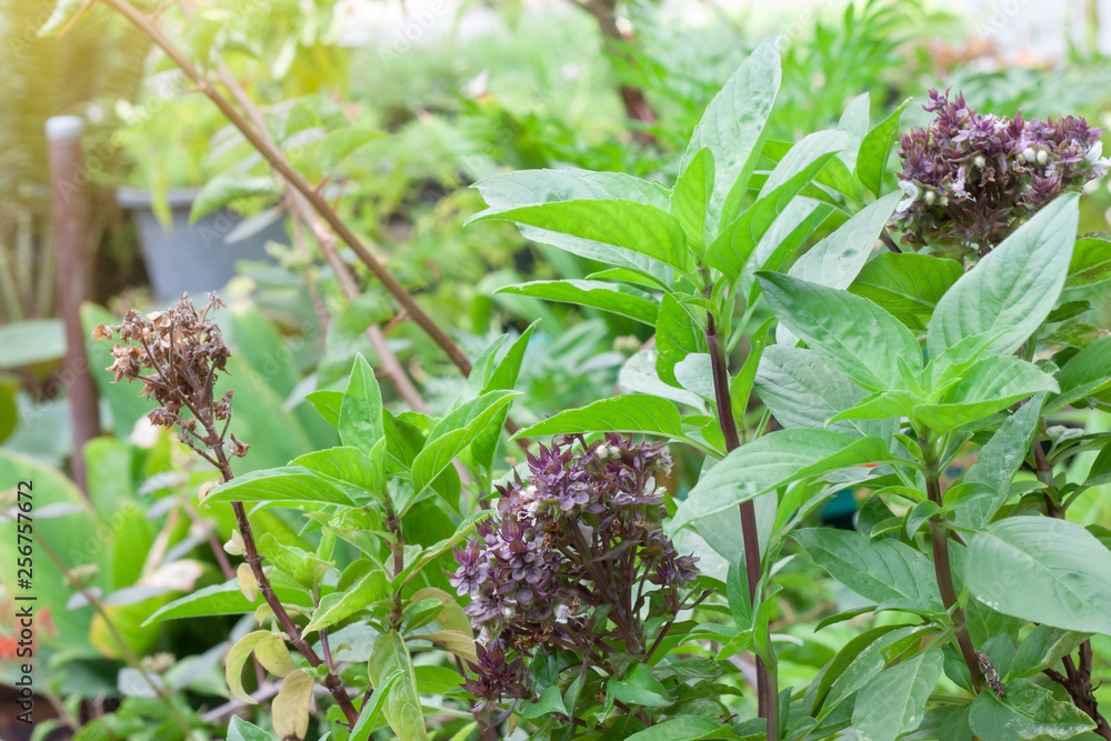 Sweet Basil or Thyme and flower is a Thailand vegetable and herb in the garden with sunlight in the morning. Sweet Basil or Thyme and flower is a Thailand vegetable and herb in the garden with sunlight in the morning.