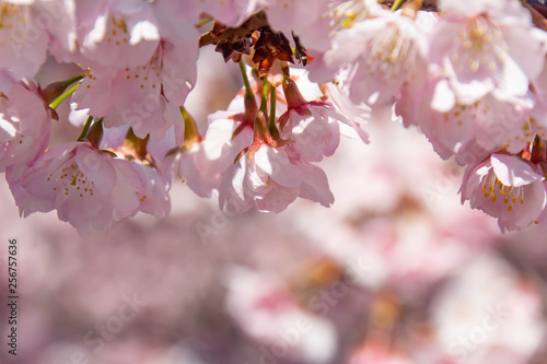 満開の安行桜のクローズアップ photo