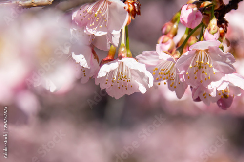 満開の安行桜のクローズアップ
