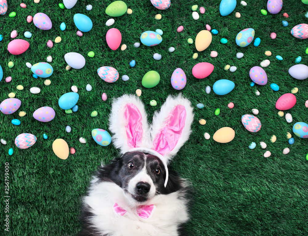 Fototapeta Pies z uszami króliczka otoczony pisankami i cukierkami