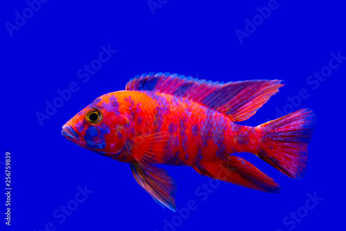 Foto Colorful of ornamental fish, African Cichlids, Malawi Peacock in fish tank