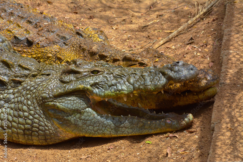 Crocodile close up shot Crocodile close up shot