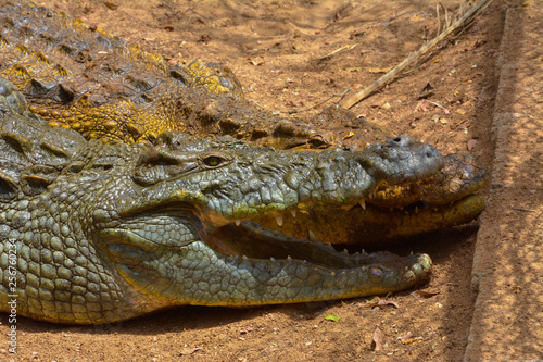 Crocodile close up shot
