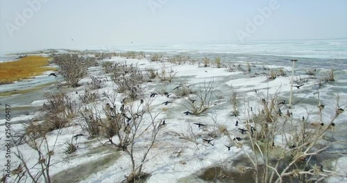 Flying above frozen lake, aerial view of many gannets sitting on trees. Hanka lake, Russia photo