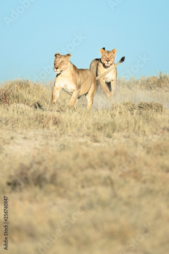 two lionesses running