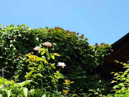 Fototapeta Naklejka Na Ścianę i Meble -  生垣のバラ