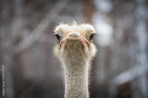 ostrich © Александр Денисюк