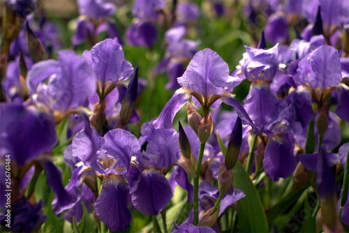 blooming blue irises