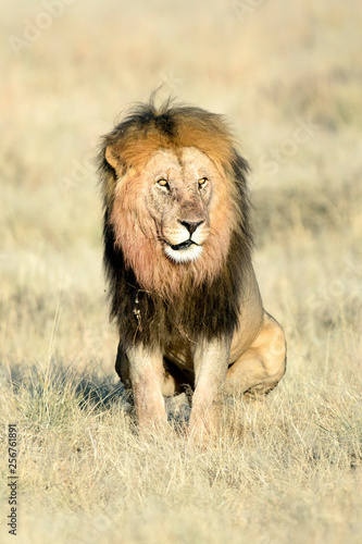 Male lion in morning light