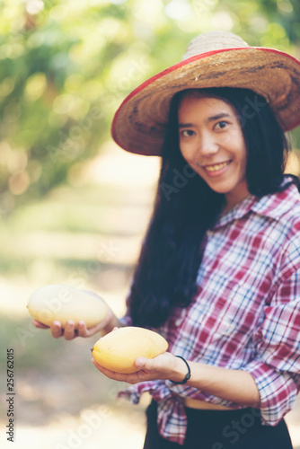 Young Asian farmer picking mango fruit in organic farm