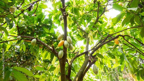 Cocoa fruit on tree Agriculture background