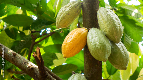Cocoa fruit on tree Agriculture background