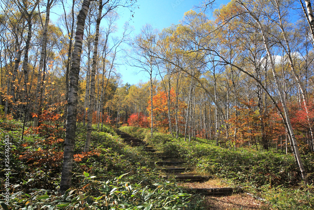 Fototapeta premium 八千穂高原の紅葉