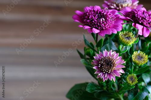 double osteospermum