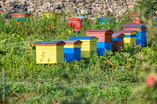 Bee hives in the garden 