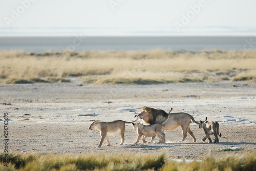 Pride of lions in Etosha National Park, Namibia.