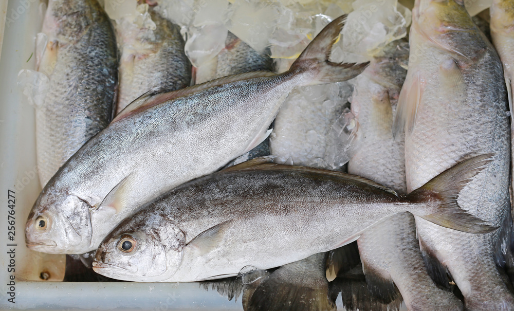 Fresh black-banded trevally on ice in tray, Seriolima nigrofasciata. Fresh black-banded trevally on ice in tray, Seriolima nigrofasciata.